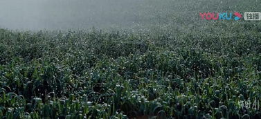 科技兴农，智慧农业的崛起与未来