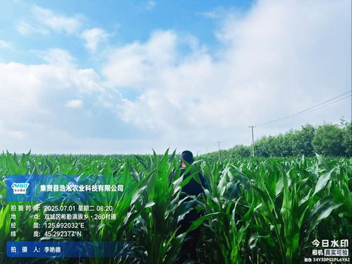 科技赋能农业，现代农业发展中的科技应用与展望