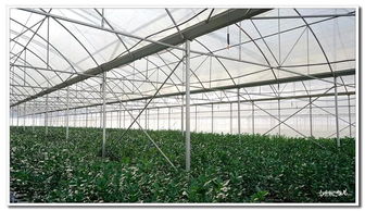 科技赋能农业，现代农业生产的变革之路