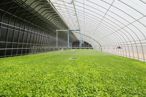 科技赋能农业，从传统到现代化的飞跃