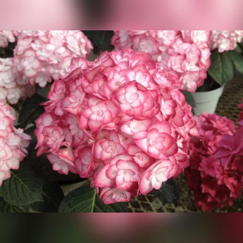 科技，点亮生活之美的魔法师